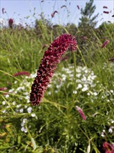 Great burnet (Sanguisorba officinalis)