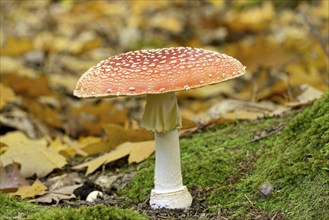 Fly agaric (Amanita muscaria), fruiting body, North Rhine-Westphalia, Germany, Europe