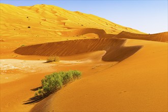 Wind-sculpted curved sand dunes with green vegetation, in the Rub al Khali desert, Dhofar province,