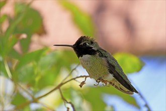 Costacolibri, (Calypte costae), adult, male, in perch, Sonora Desert, Arizona, North America, USA,