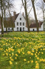 The Beguinage, Benelux, city, city trip, garden, flowers, yellow, religious, religion, West