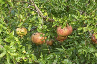 Ripe pomegranates (Punica granatum) on the tree, Genoa, Italy, Europe