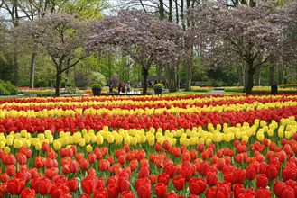 Tulips (Tulipa) at Keukenhof, Lisse, South Holland