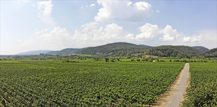 Flight over the vineyards on the Wine Route in the Palatinate wine-growing region, with the