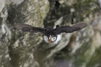 Atlantic puffin (Fratercula arctica) adult bird in flight with sea cliffs in the background in the