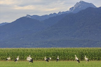 Storks in a meadow in front of mountains in the evening light, view of Benediktenwand, Großweil,