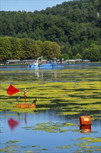 Mowing boat Nimmersatt, of the Ruhrverband, tries to keep the green plant carpet on the Lake