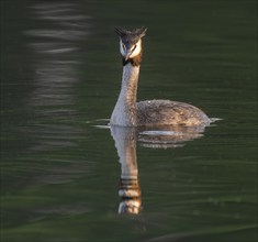 Great Crested Grebe (Podiceps Scalloped ribbonfish) swimming on a pond, Thuringia, Germany, Europe