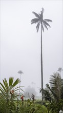 Quindio wax palm (ceroxylon quindiuense), Cocora Valley, Salento, Quindio, Colombia, South America