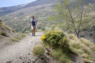 Woman walking in the the River Rio Poqueira gorge valley, High Alpujarras, Sierra Nevada, Granada