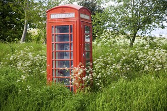 Traditional red telephone box in rural area becoming overgrown through lack of use, Wiltshire,