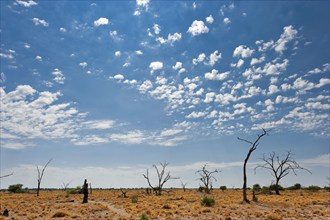 Dry landscape, drought, heat, climate, climate change, steppe, drought, heat, global warming,