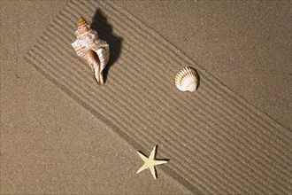 Starfish and shell in the sand, North Sea coast, Lower Saxony, Federal Republic of Germany