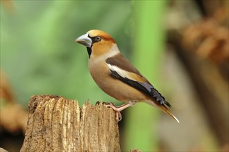 Hawfinch (Coccothraustes coccothraustes), male, sitting on an old tree stump, Wilnsdorf, North