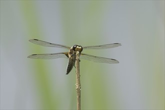 Four spotted chaser dragonfly (Libellula quadrimaculata) adult insect resting on a plant stem,