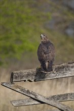 Common buzzard (Buteo buteo) adult bird on a fence post, England, United Kingdom, Europe