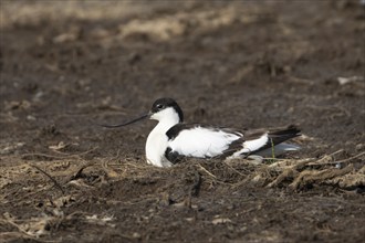 Pied Avocet (Recurvirostra avosetta) adult bird sitting on its nest in the summer, Norfolk,