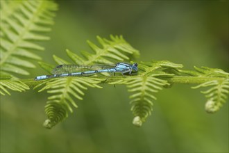 Common blue damselfly (Enallagma cyathigerum) adult insect resting on a Bracken leaf, Suffolk,