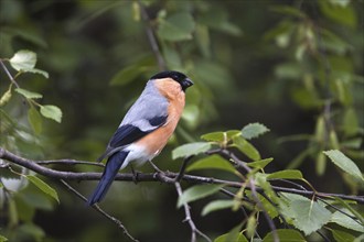 Bullfinch, bullfinch, (Pyrrhula pyrrhula), male, Bavaria, Federal Republic of Germany