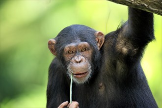 Chimpanzee (Pan troglodytes troglodytes), adult, portrait