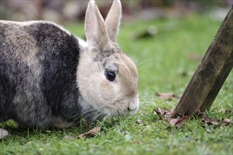 Bunny, pet, hare, grass, outside, Easter, Germany, portrait of a domestic rabbit. (Oryctolagus