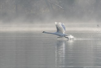 Mute swan (Cygnus olor) on takeoff on the water of a lake, Bas-Rhin, Alsace, Grand Est, France,