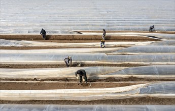 Asparagus harvest in the Rhineland, asparagus pickers at work in an asparagus field covered with