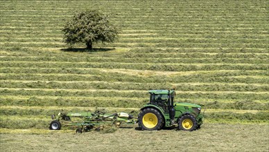 Hay harvest, in a meadow near Duisburg-Baerl, tractor with roundabout tedder, a hay tedder that