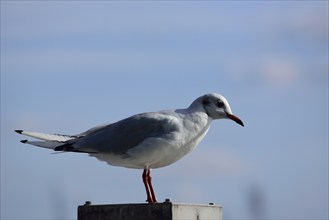 Europe, Germany, Hamburg, Harbour, Elbe, Seagull on dolphin, Europe