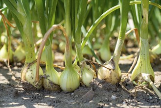 Agriculture, field with onions, Niederkrüchten, North Rhine-Westphalia, Germany, Europe