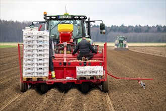 Early potatoes are placed in the soil of the field with a planting machine, Agriculture, Spring