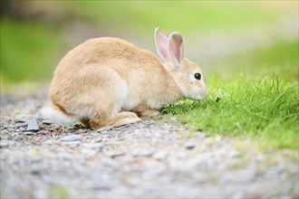 Domesticated rabbit (Oryctolagus cuniculus forma domestica) sitting on the ground, Bavaria,