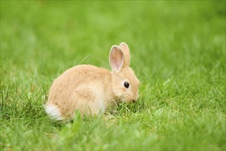 Domesticated rabbit (Oryctolagus cuniculus forma domestica) sitting on a meadow, Bavaria, Germany,