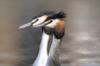 Great Crested Grebe (Podiceps cristatus), pair, during courtship, portrait, both synchronised,