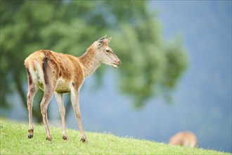 Red deer (Cervus elaphus) hind standing on a meadow in the mountains in tirol, Kitzbühel, Wildpark