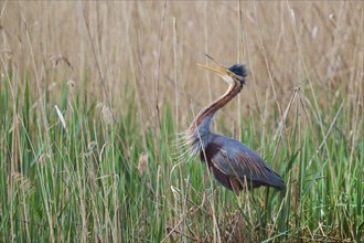 Purple heron (Ardea purpurea) at the nest, Baden-Württemberg, Germany, Europe