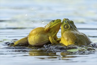 Bull frogs Lithobates catesbeianus. Male bull frogs fighting during the breeding season. La