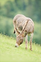 Donkey (Equus africanus asinus) standing on a meadow, tirol, Kitzbühel, Wildpark Aurach, Austria,