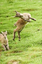 Alpine ibex (Capra ibex) youngster jumging in the air on a meadow, playing, wildlife Park Aurach