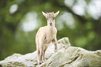 Alpine ibex (Capra ibex) youngster, standing on a rock, wildlife Park Aurach near Kitzbuehl,