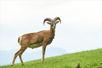 European mouflon (Ovis aries musimon) ram standing on a meadow, tirol, Kitzbühel, Wildpark Aurach,