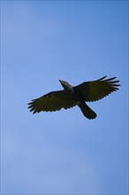 Carrion crow (Corvus corone) flying in front of blue sky, Kitzbühel, Tirol, Austria, Europe