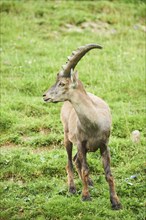 Alpine ibex (Capra ibex) male standing on a meadow, wildlife Park Aurach near Kitzbuehl, Austria,