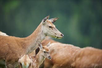 Red deer (Cervus elaphus) mother with her fawn, portrait, Kitzbühel, Wildpark Aurach, Austria,