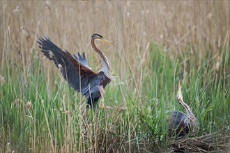 Purple heron (Ardea purpurea) pair at the nest, Baden-Württemberg, Germany, Europe