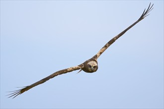 Western marsh-harrier (Circus aeruginosus) male in flight, Lower Saxony, Germany, Europe