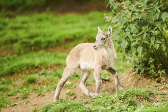 Alpine ibex (Capra ibex) youngster walking on a meadow, wildlife Park Aurach near Kitzbuehl,