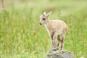 Alpine ibex (Capra ibex) youngster, standing on a rock, wildlife Park Aurach near Kitzbuehl,