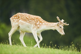 European fallow deer (Dama dama) stag walking on a meadow, tirol, Kitzbühel, Wildpark Aurach,