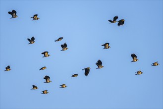 Northern Lapwing, Vanellus vanellus, birds in flight on blue sky